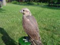 /album/fotogalerie/dsc03294-jpg/